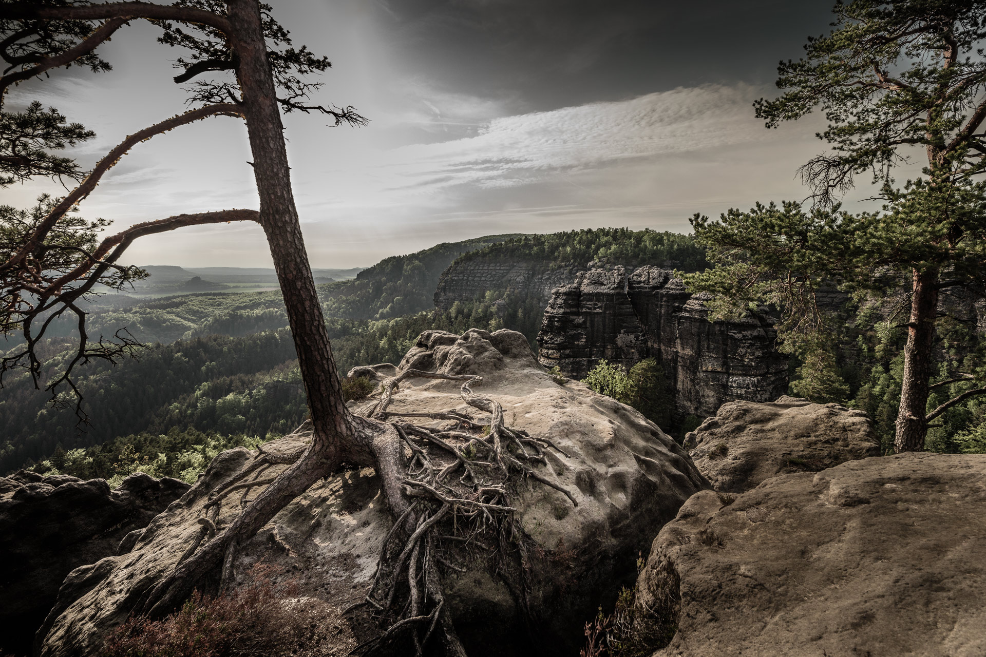 Wandering tree