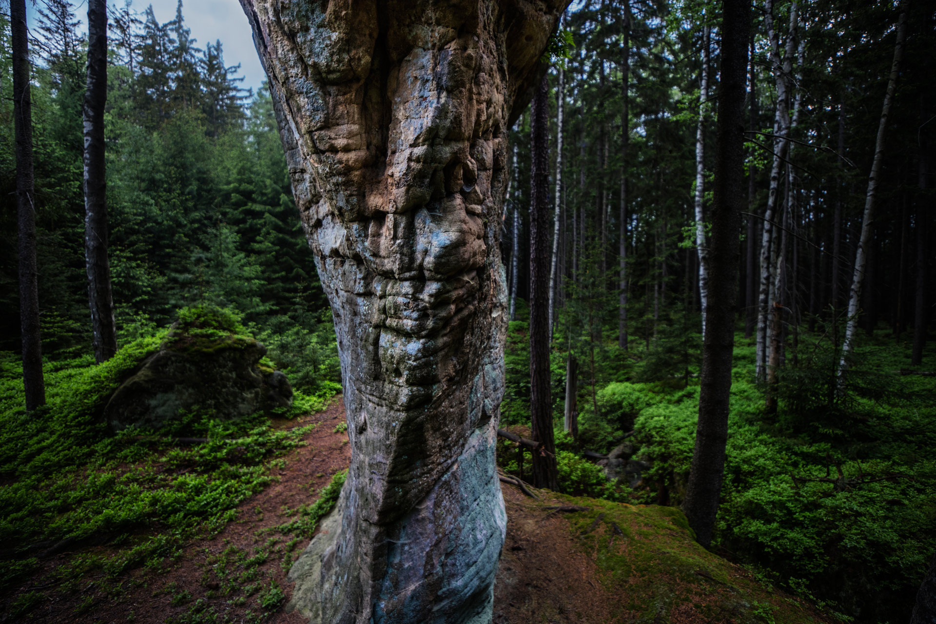 Landscape. Forest I Forest I