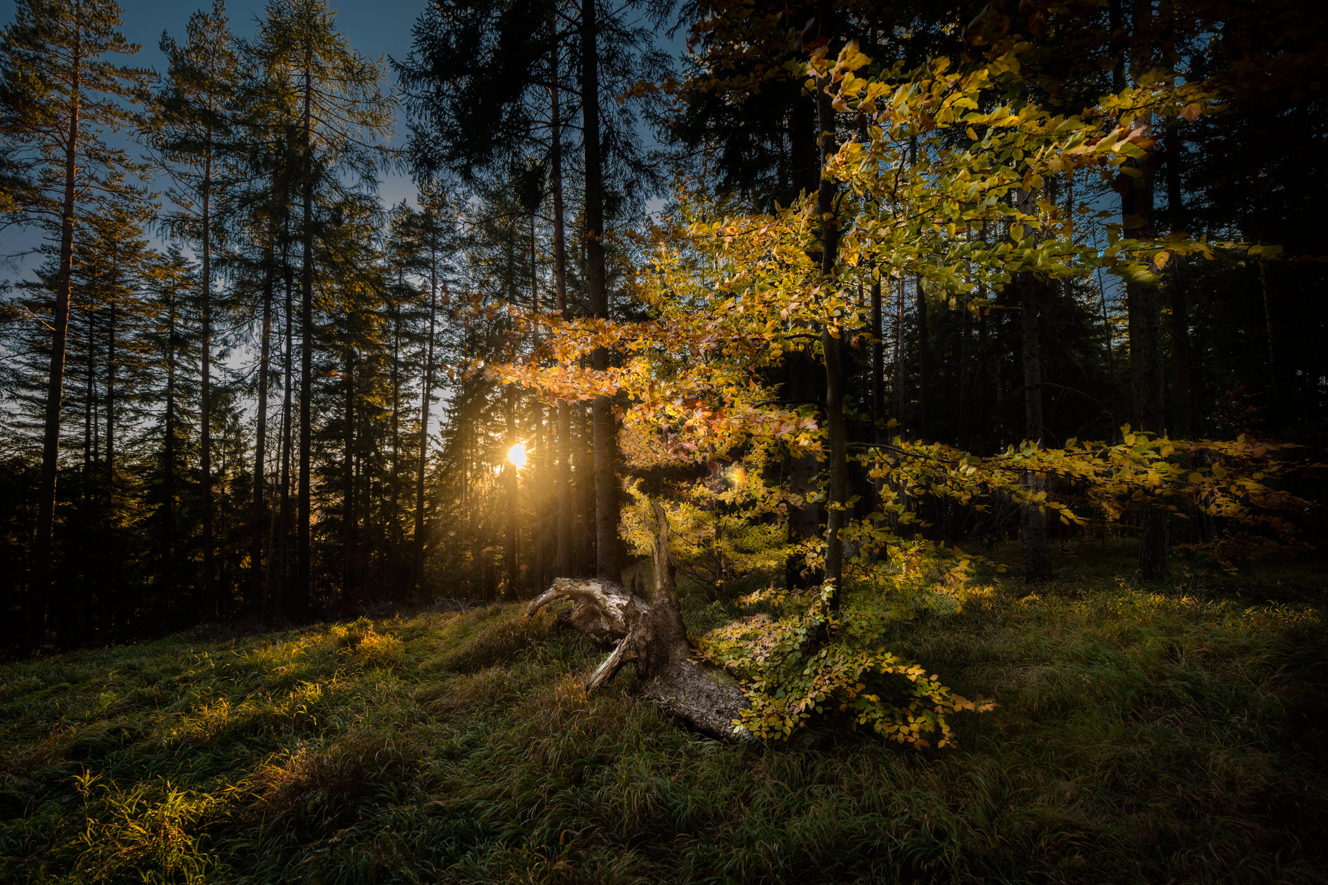 Landscape. Birch tree Birch tree