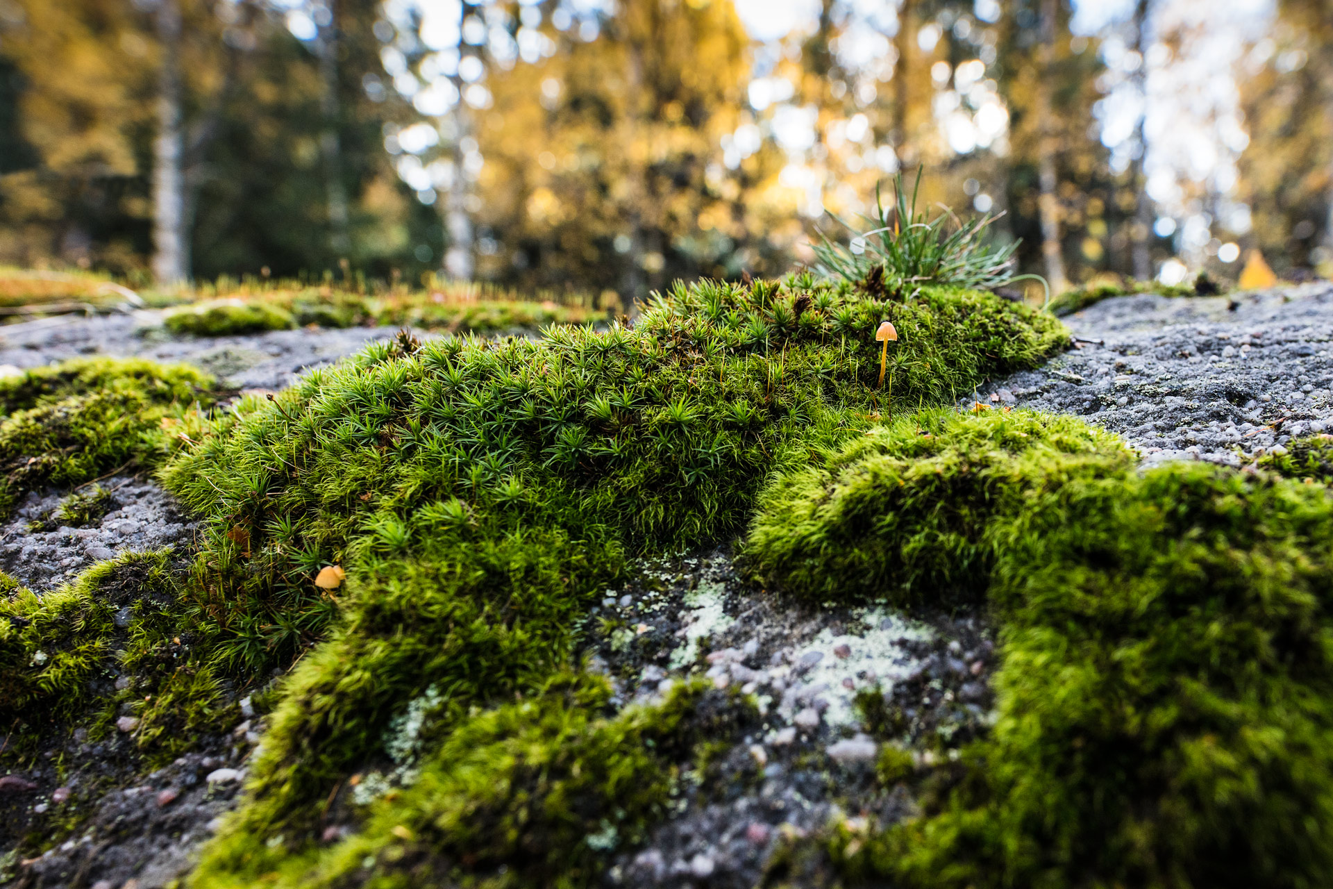 Nature. Green 1 Green 1