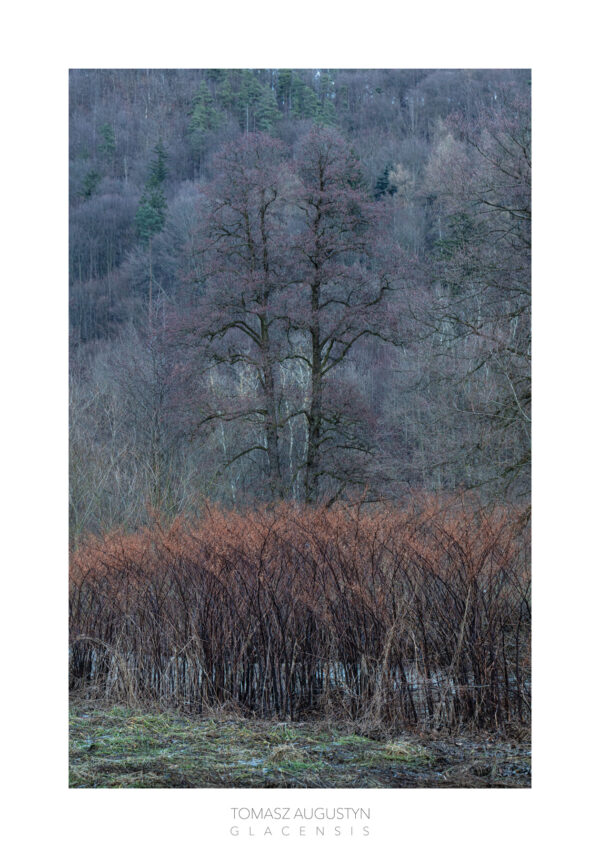 Plakat Glacensis 11